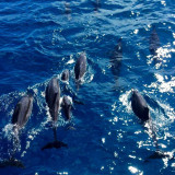 돌핀크루즈+한국인가이드+참치회+선상낚시+스노쿨링